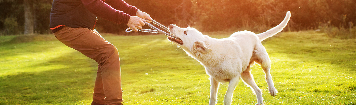 Lernspiel Hund Brain Spiel Spel Hersenwerk Denkwerk Hond Machen Spiele Dogityourself Hunde Hund Hundespielzeug Spielen Hundespiele
