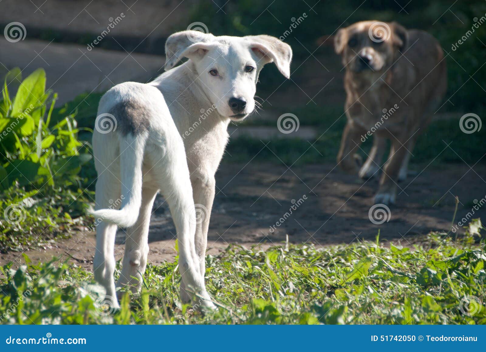 Lernspiel Große Hunde Hundespielzeug Für Große Hunde