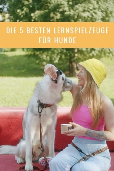 Hunde Lernspiel Teppisch Zoofari® Schnüffel- / Spielteppich, Für Hunde Und Katzen Von Lidl Für 9