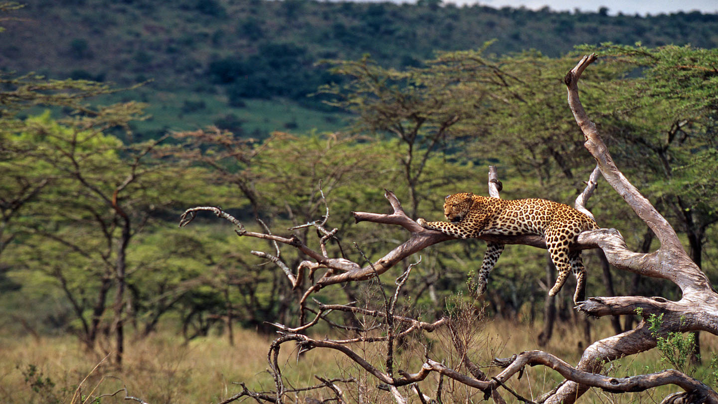 Lernspiel Savanne Wilde Tiere In Der Savanne