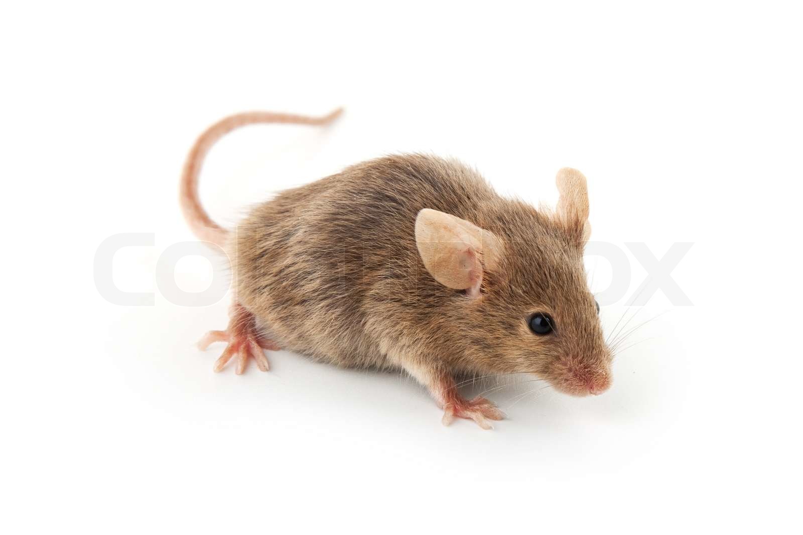 Maus Lernspiel Für Die Kleinsten Die Kleine Maus Foto & Bild