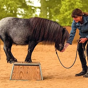 Lernspiele Für Pferde Nathalie Penquitt Das Pferd