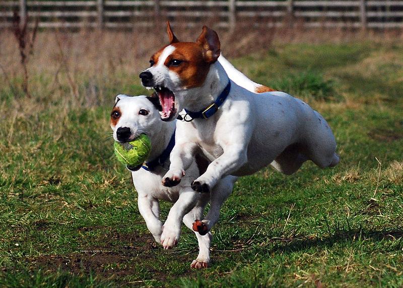 Lernspiele Für Junge Hunde Einfache Hundespiele Für Drinnen Und Draußen