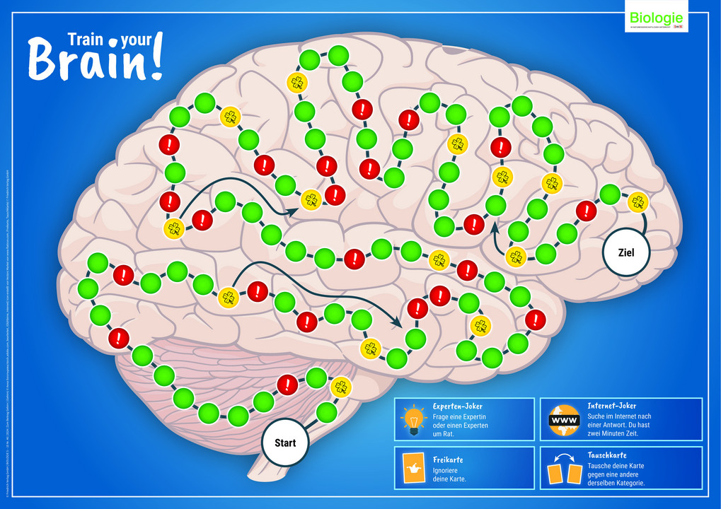 Lernspiele Neurobiologie Fun Games Brain Neuroscience Learning