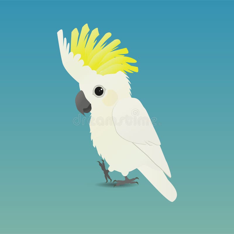 Lernspiel Von Kakadu Kakadu Cockatoo Crested Sulphur Süßes Beispiel Gradient Comical Illustrationen Papageien Kamera Schwarzes Bunter