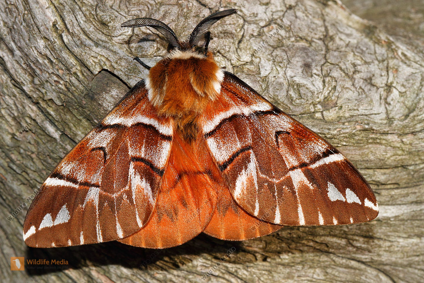Birkenspanner Lernspiel Birkenspanner Biston Betularia Peppered Moth