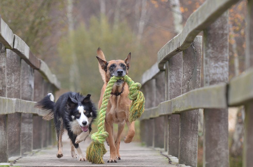 Lernspiele Für Hunde Level1 Die 5 Besten Lernspielzeuge Für Hunde – Spielerisch Lernen Und Fördern