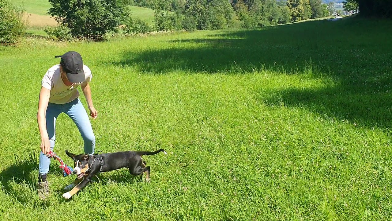 Lernspiele Für Welpen Selbstgemacht Richtig Spielen Mit Welpen