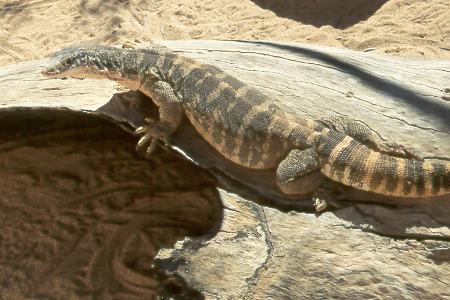 Lernspiel Kriechtiere Arbeitsblatt Kriechtiere