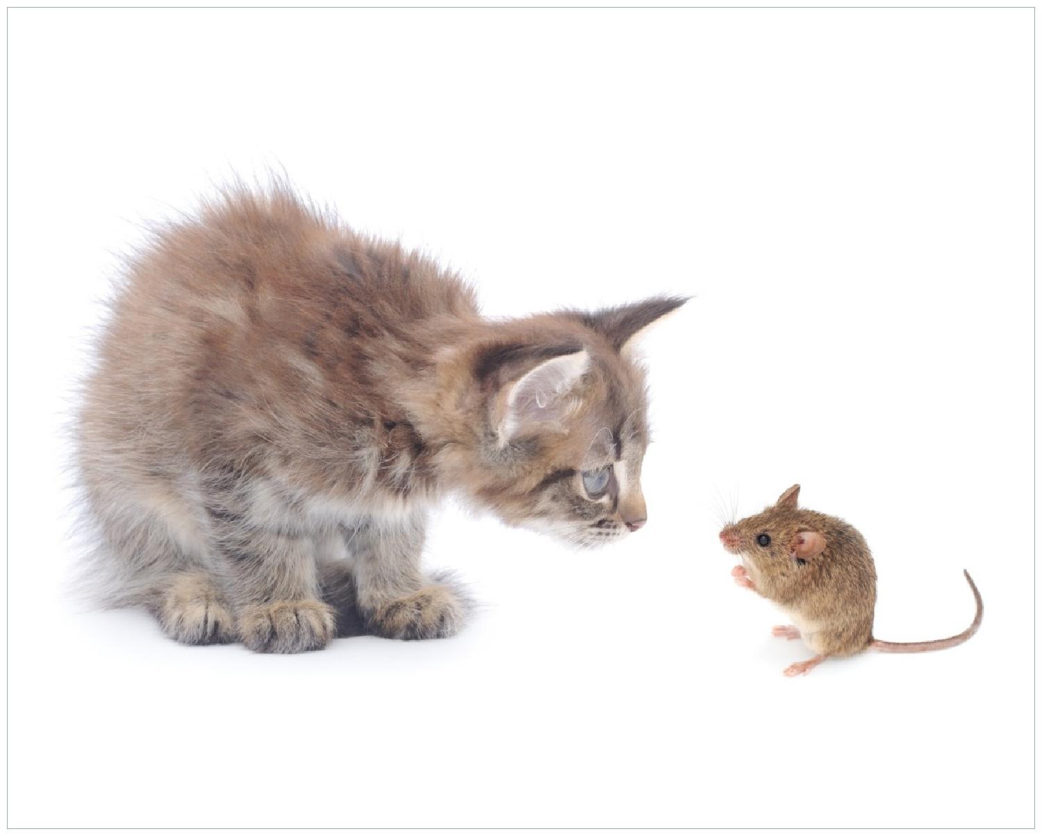 Lernspiel 2000 Pc Katze Maus Poster Katze Und Maus Beim Spielen