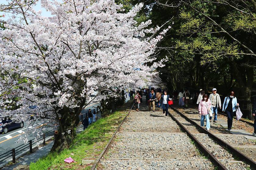 Kirschblüte Kyoto 2026 Cherry Blossom Reports 2024